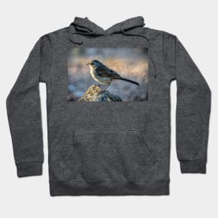 Juvenile Black Throated Sparrow Hoodie